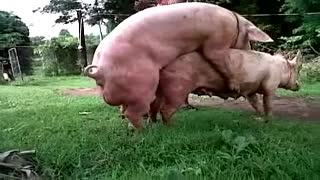Кабан ебет свинью - секс между животных