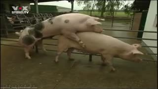 Дивитися порно з тваринами: кнур трахкає свиноматку в загоні