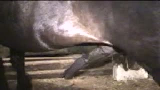 In the barn the pony hard fuck Mature woman big ass