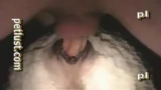 Zoofil fuck cancer white lamb and a big dick cums in her pussy
