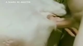 Arab Fucks cow pussy, and the girlfriend licks his balls from below
