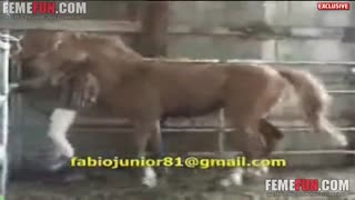 Großen Schwanz Pferd reißt den Arsch der Mann in der Kappe