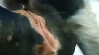 Bull fucks cow: proper mating of animals