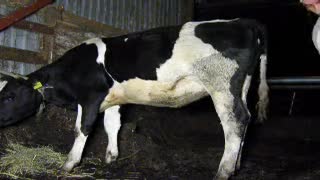 The weirdo fucked a horned cow beautifully in the ass