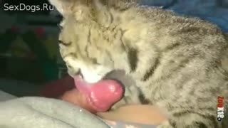 Domestic cat licks the cock of Russian guy