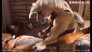 XXX Zoo Sex: Pferd fickt rothaarige Fuchs und füllt Ihr Fotze Sperma