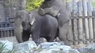 Індійський зоо секс зі слонами. Дивитися порно слонів крупним планом