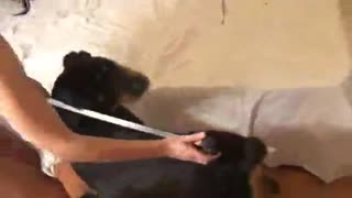 Классическая зоофилия брюнетки  с собакой