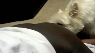 Shaggy dog quickly licks hairy pussy women