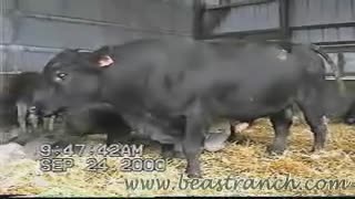 Mann wichst einem großen Stier den Schwanz und macht einen blowjob