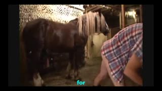 Ein Mann mit einem Pferd in den Arsch durchgefickt. Neuheit Zoo Sex