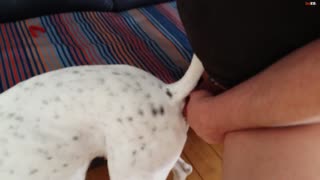 Ein bestialischer Mann mit einem Ring auf den Eiern hat einen Hund in der Muschi gefickt