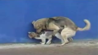 On the street a dog Fucks a cat-best of zoo sex with animals