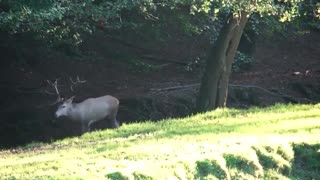 Hirsche mit großen Hörnern im Zoo олениху gefickt