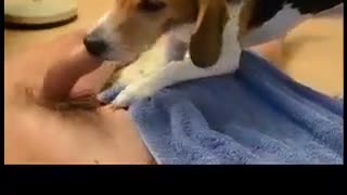 Dog gently bites cock Tajik