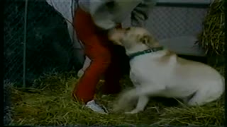 Under the supervision of bestiality dog in straw Kazakh Fucks in red stockings