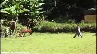 Komplette Film-Zoo porno mit Pferd