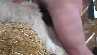 Porno mit Ziege. Der Nachbar nahm auf Video, wie sein Freund in der Scheune fickt Ziege