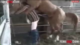Російського мужика кінь жорстко выебал в жопу. Гей зоо порно