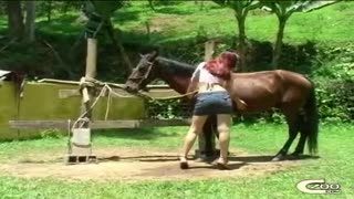 A red-haired Czech woman is fucked by a horse in nature