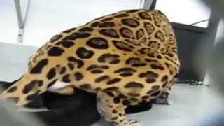 Sex between animals: the leopard, brutally fucking a black Cougar in the ass