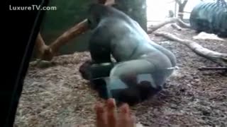 Секс приматов. Люди сняли на телефон видео, где горилла трахает в парке свою обезьянку