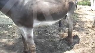 Sex Tadschiken mit dem Esel