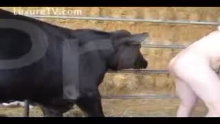 Секс зоо великої рогатої худоби: великий бик трахає чоловіка в анал