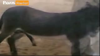 Sex zoo with a donkey on camera: ass sucking himself dick