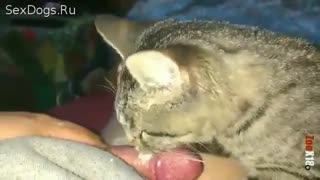 Graue Katze einen runtergeholt Studenten Schwanz und biß ihn für залупу