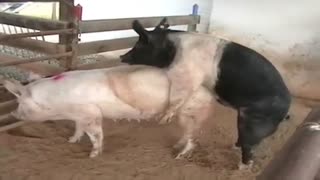 Дивитися секс як на фермі трахаються свині