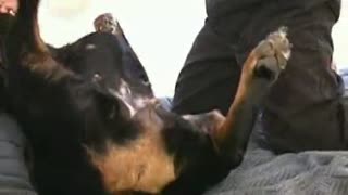 The dog likes as Russian sex with dogs sex with her