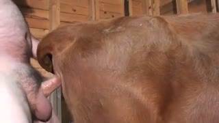 Student fucks a calf in the ass