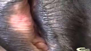 Turkmen woman Fucks a horse in the pussy hand and then licks it