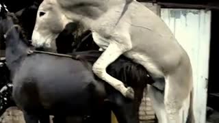В красивому зоо сексі осел жорстко выебал кінь