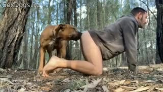В лесу рыжий пес трахнул раком возбужденного зоофила