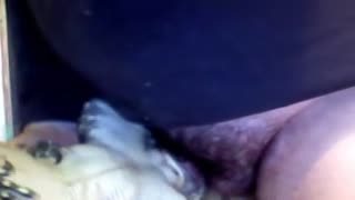 В зоопарке мужчина украл ящерицу чтобы с ней заниматься сексом