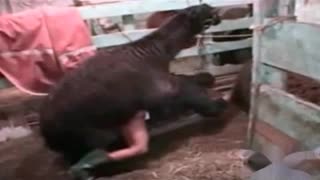 Верблюд в зоопарке на скрытую камеру в загородке трахает женщину