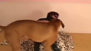 The dog got out of the ass, and then juicy fucked