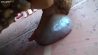 Женщина снимает на видео как огромная черепаха кончает много спермы