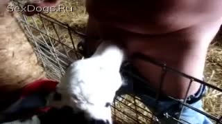 Zoo Sex: Mann зоофил in den Mund spritzt einem Jungen теленку
