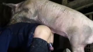 Zoophyte-ring eggs in the pose of cancer Fucks boar